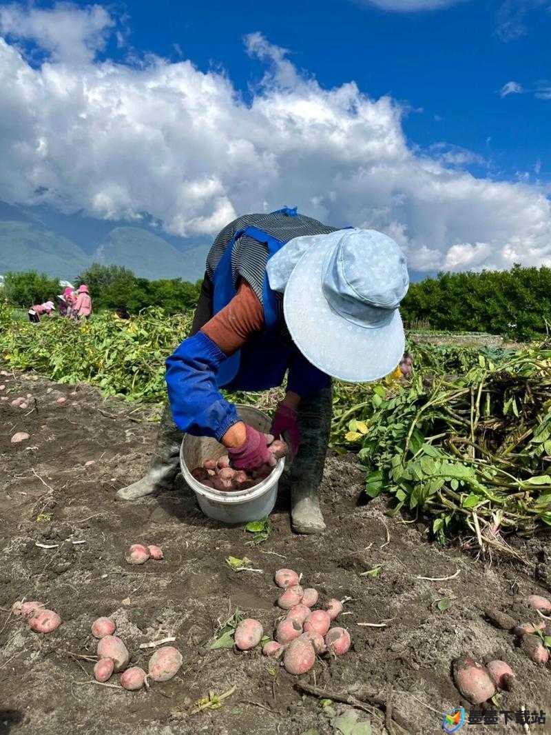 人们弯着腰弓着身子努力劳作的样子