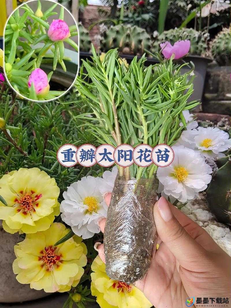 用力挺进她的花苞 啊太深：探索深度情感与自然之美的完美结合