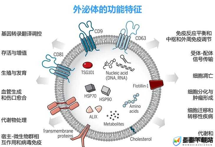 探索生殖腔ABO成结肉生成机制：科学解析与最新研究进展揭秘