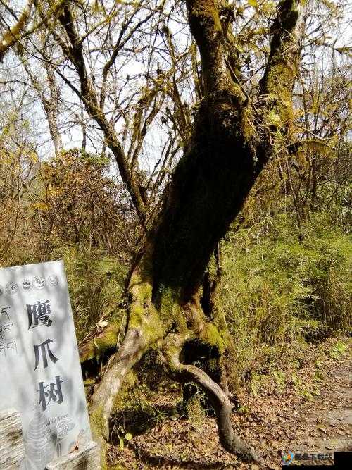 原始旅程究竟有多好玩？通关玩家独家心得大揭秘！